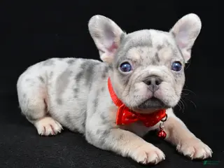 French Bulldog dogs Waylon - Ad 27
