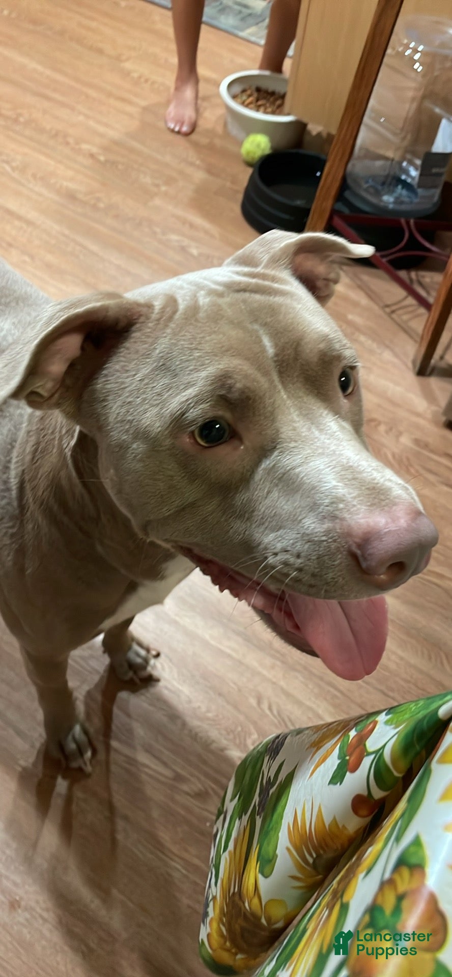 American Pit Bull Terrier dogs American Pit Bull Terrier 1 - Ad 8