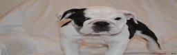 English Bulldog dogs for sale: Bayla (Black Tri) - Ad 5