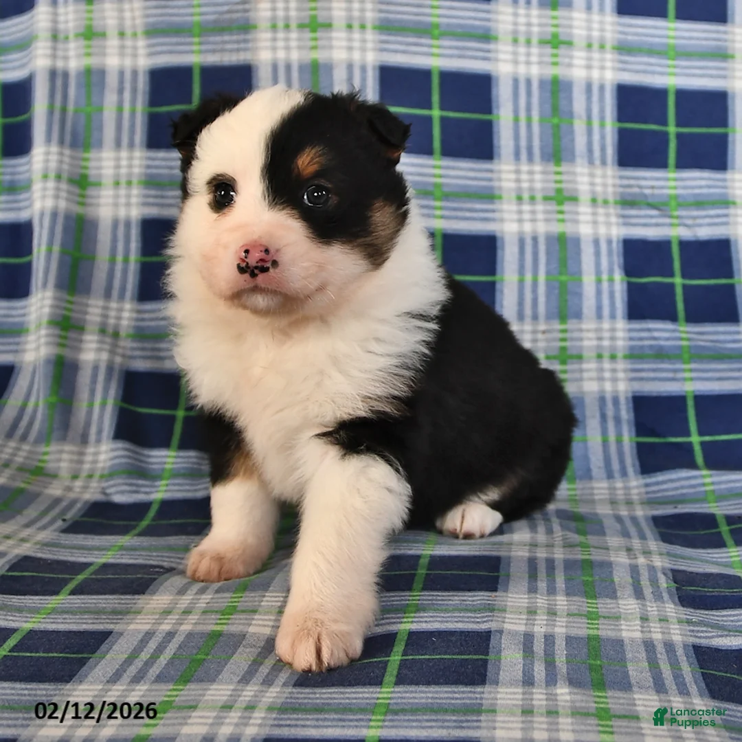 Australian Shepherd dogs for sale: Poppy - Ad 4