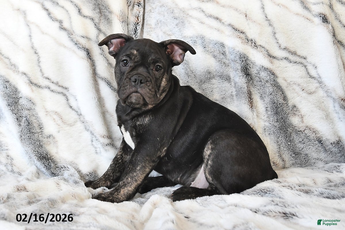 Mixed Breed dogs Nick - Ad 2