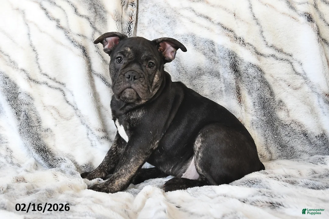 Mixed Breed dogs for sale: Nick - Ad 2