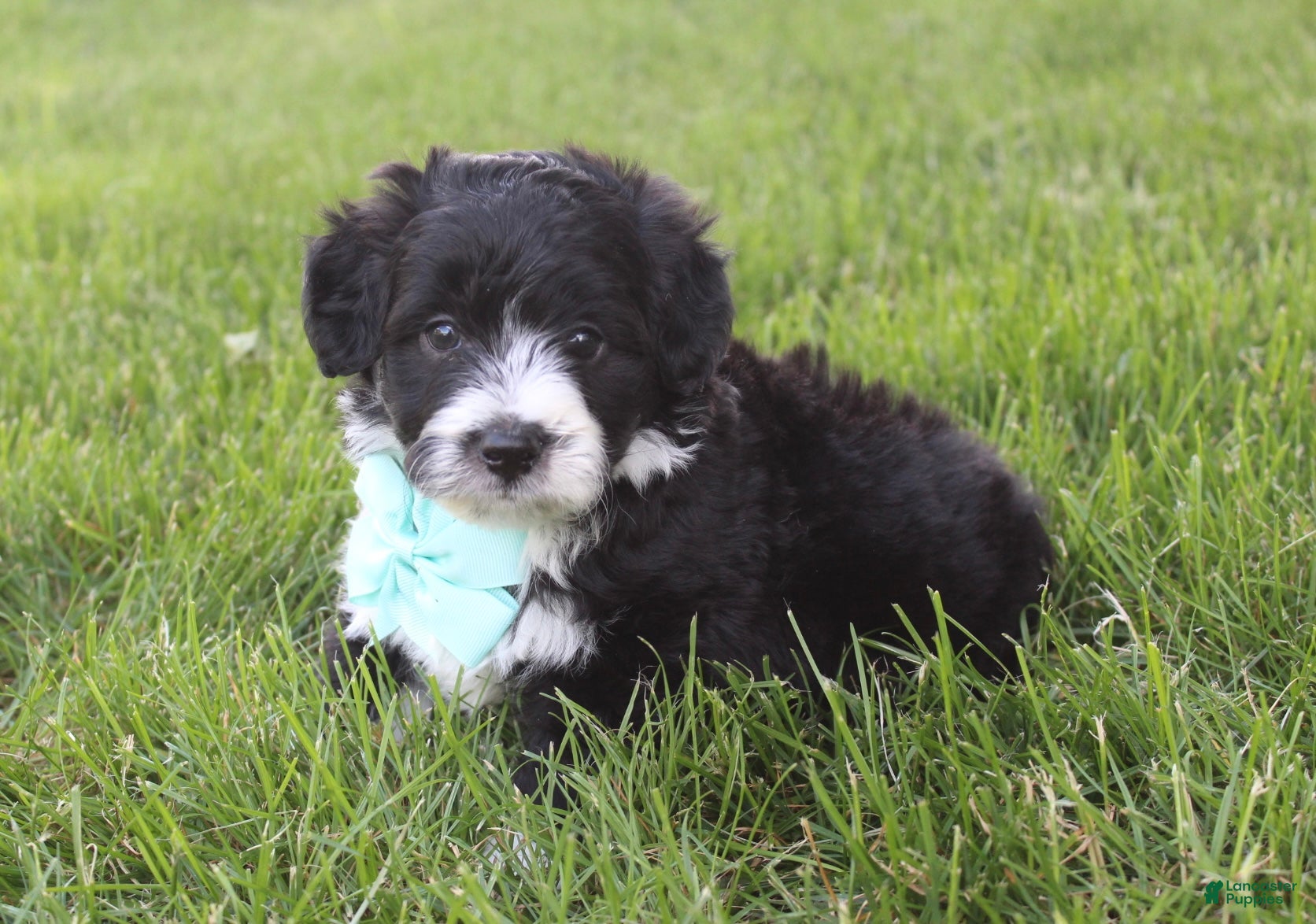 Mini Aussiedoodle dogs for sale: Jett 💎 - Ad 8