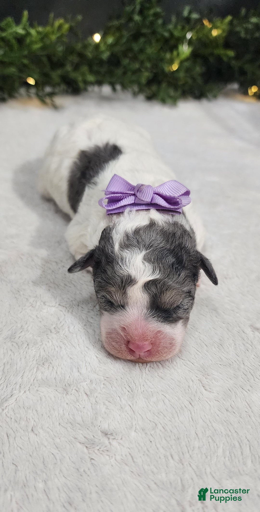 Miniature Poodle dogs for sale: Princess  - Ad 6