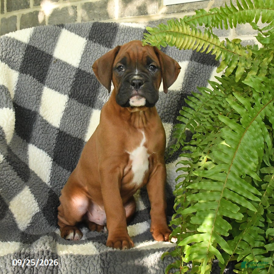Boxer dogs Pretzel - Ad 1