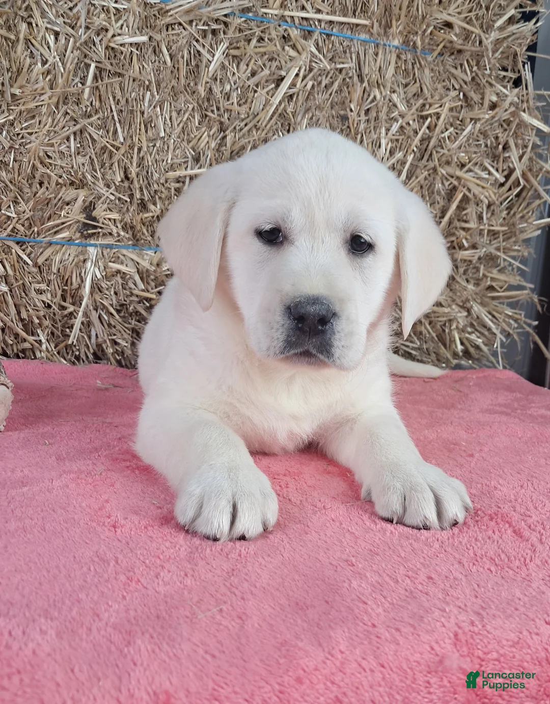 Labrador Retriever dogs for sale: Bella - Ad 7