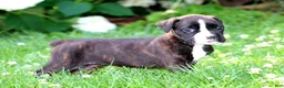 Boxer dogs for sale: Lilac  - Ad 5