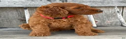 Irish Doodle dogs for sale: Brooklyn - Ad 10