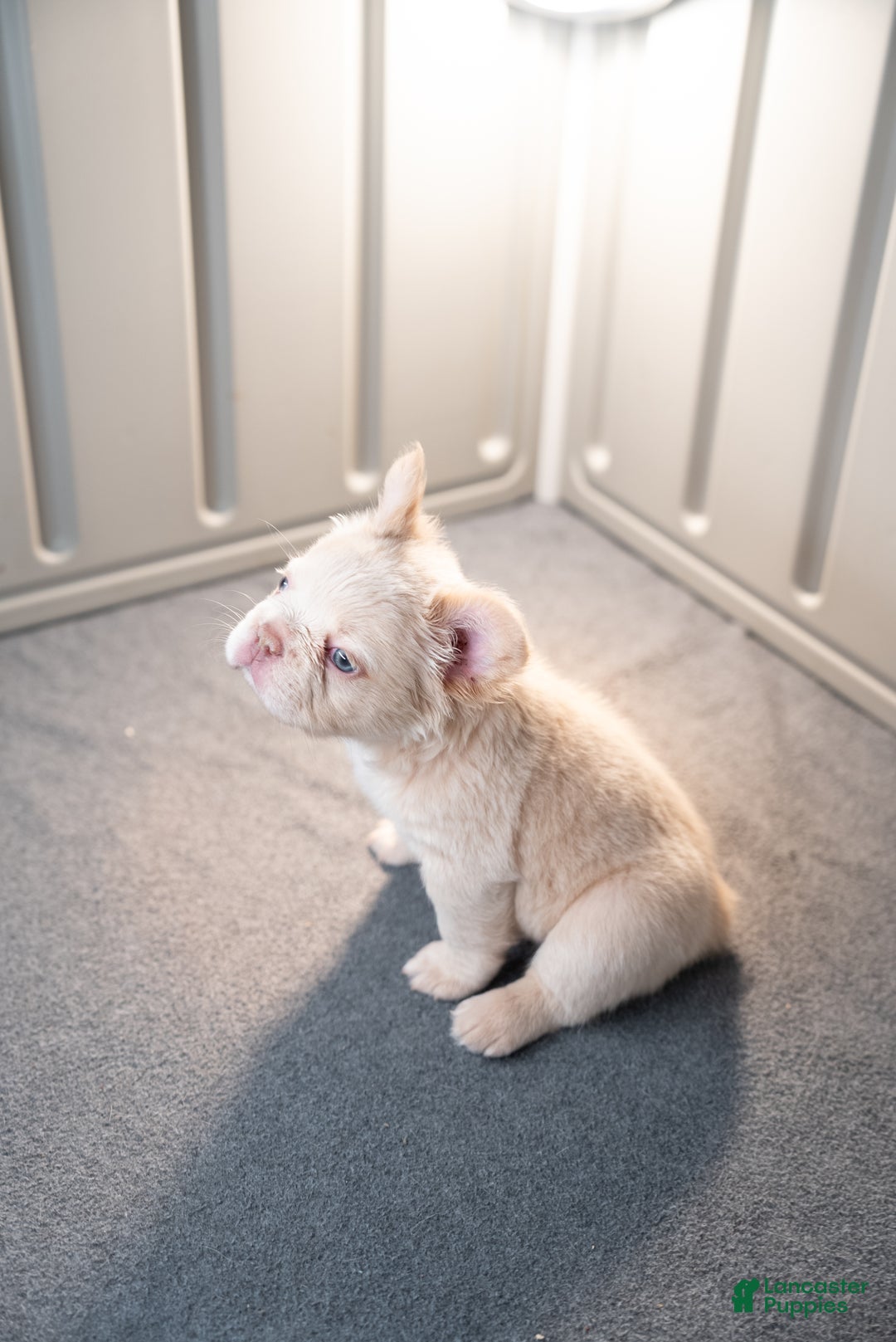 French Bulldog dogs for sale: Snow White - Ad 2