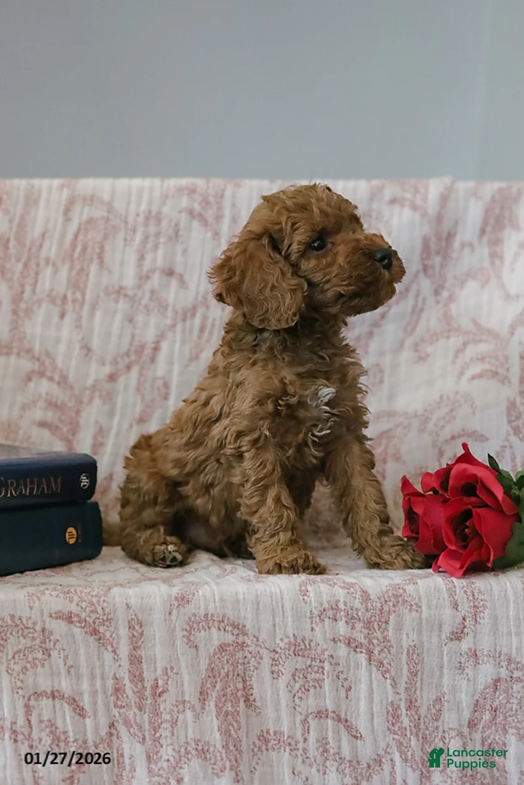 Cockapoo dogs for sale: Jason - Ad 8