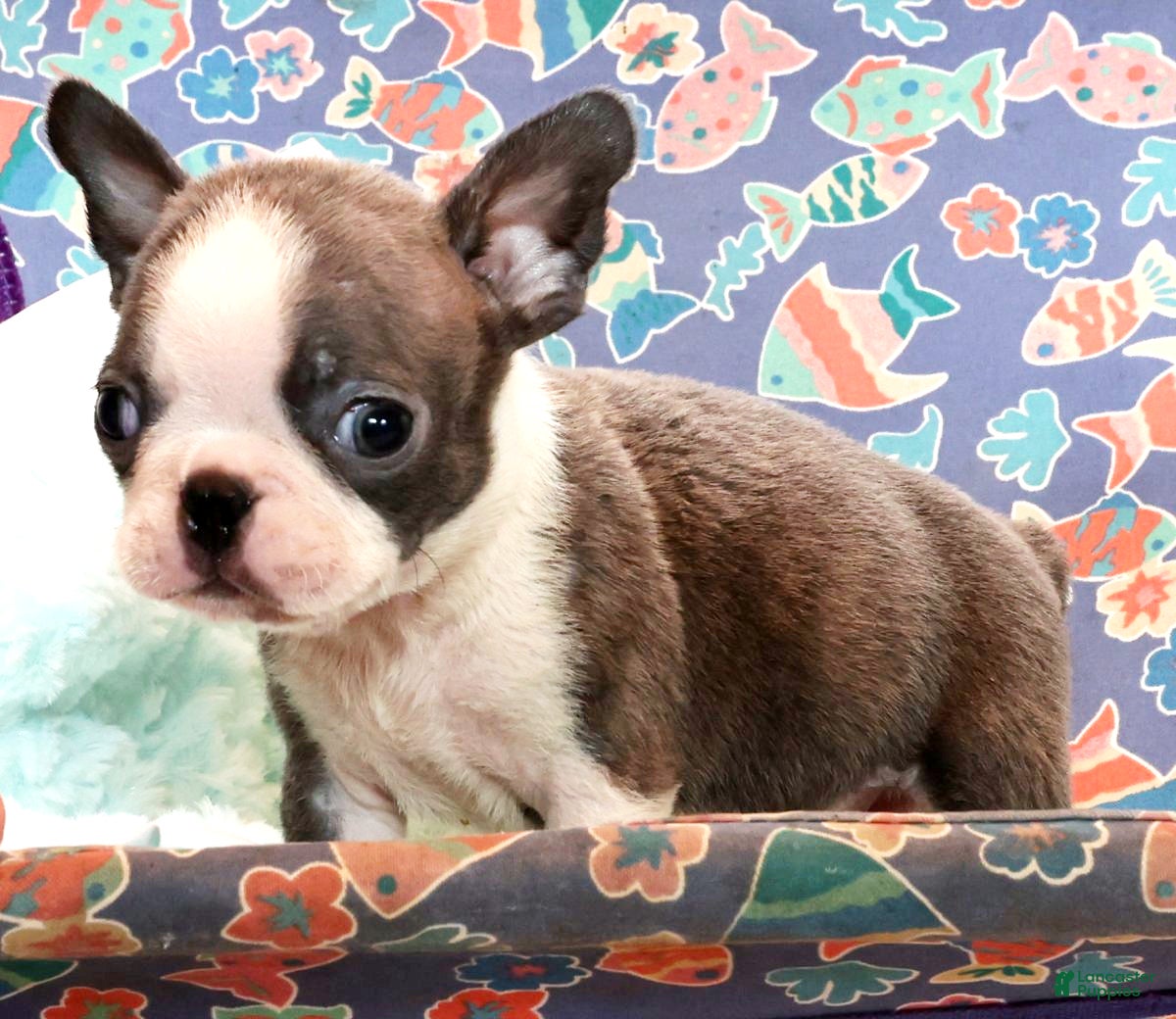 Boston Terrier dogs Bubble - Ad 29