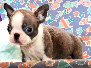 Boston Terrier dogs Bubble - Ad 33