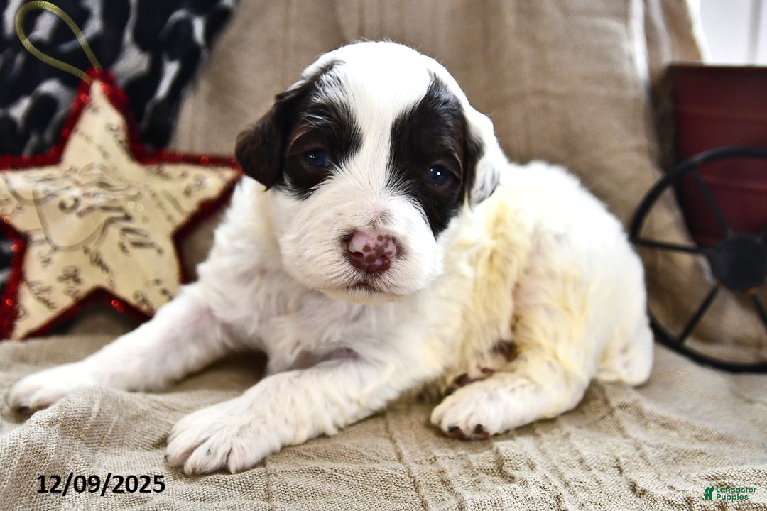 Portuguese Water Dog dogs for sale: Doodles - Ad 2