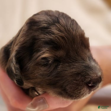 Mini Aussiedoodle dogs for sale: Daisy_Female Blue Merle - Ad 4