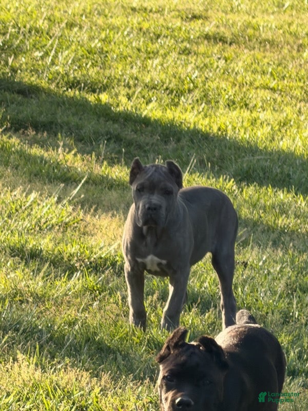 Cane Corso dogs Pink - Ad 2