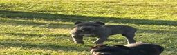 Cane Corso dogs for sale: Pink - Ad 2