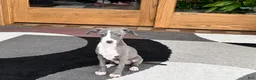 Italian Greyhound dogs for sale: Italian Greyhound 2 blue boy.  - Ad 12