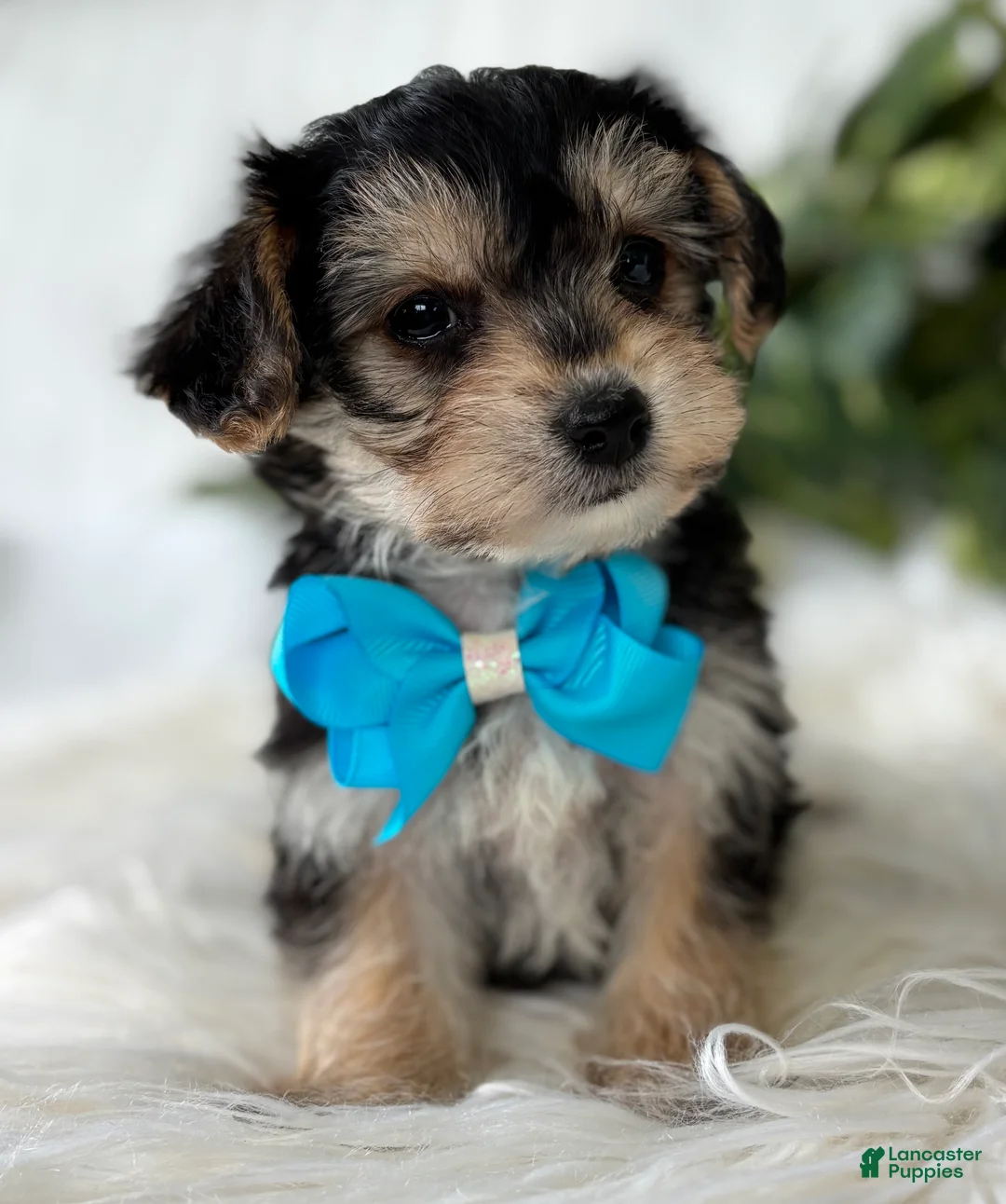 Morkie dogs for sale: Preston - Ad 15