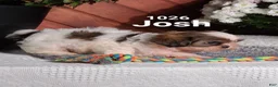 Shih Tzu dogs for sale: Josh  - Ad 5