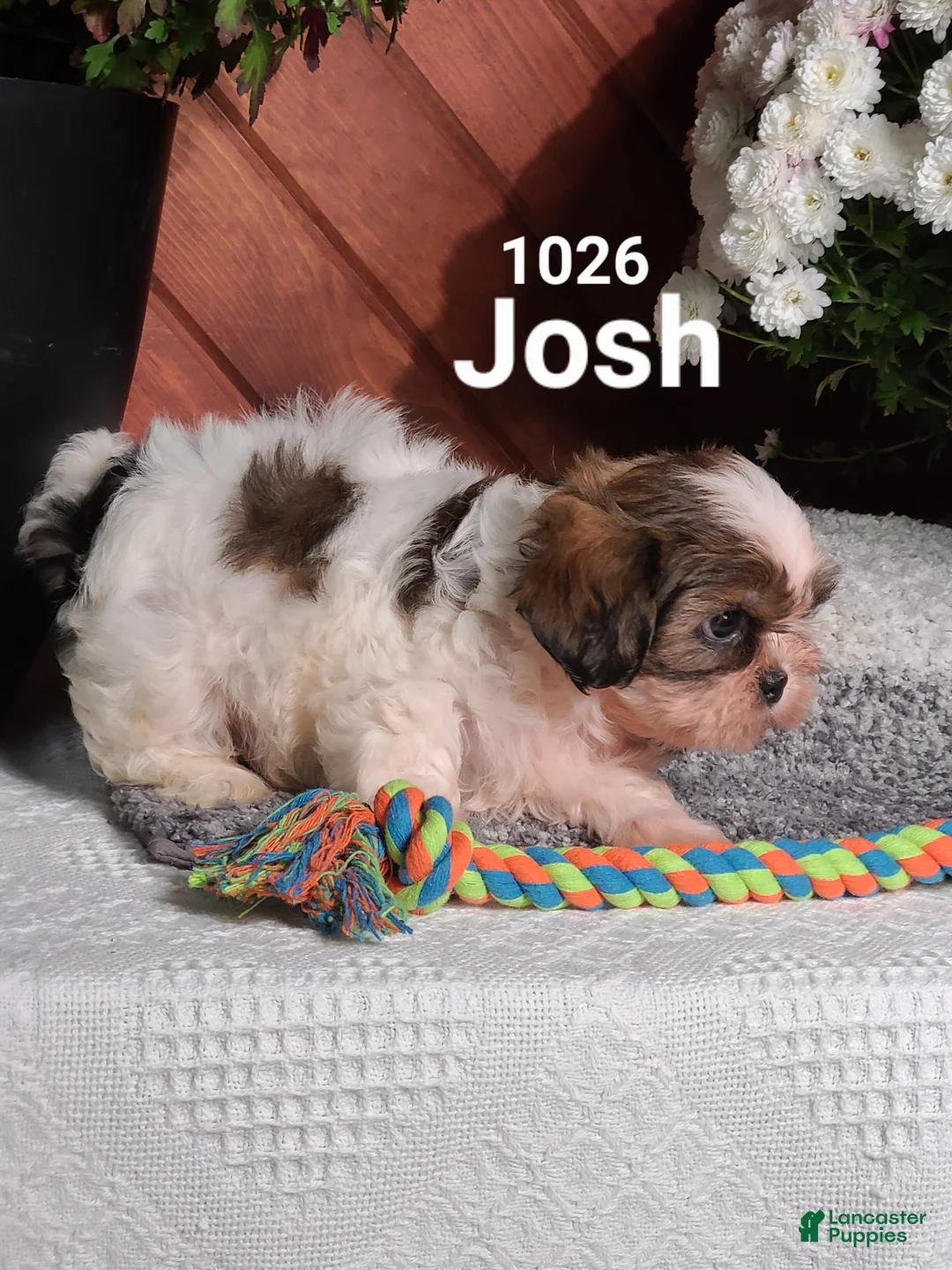 Shih Tzu dogs for sale: Josh  - Ad 5