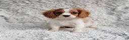 Cavalier King Charles Spaniel dogs for sale: Cavalier King Charles Spaniel 1 - Ad 4