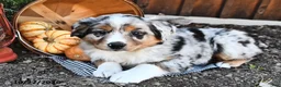 Australian Shepherd dogs for sale: Alex  - Ad 4