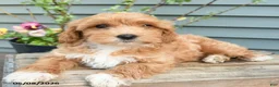 Shihpoo dogs for sale: George - Ad 4