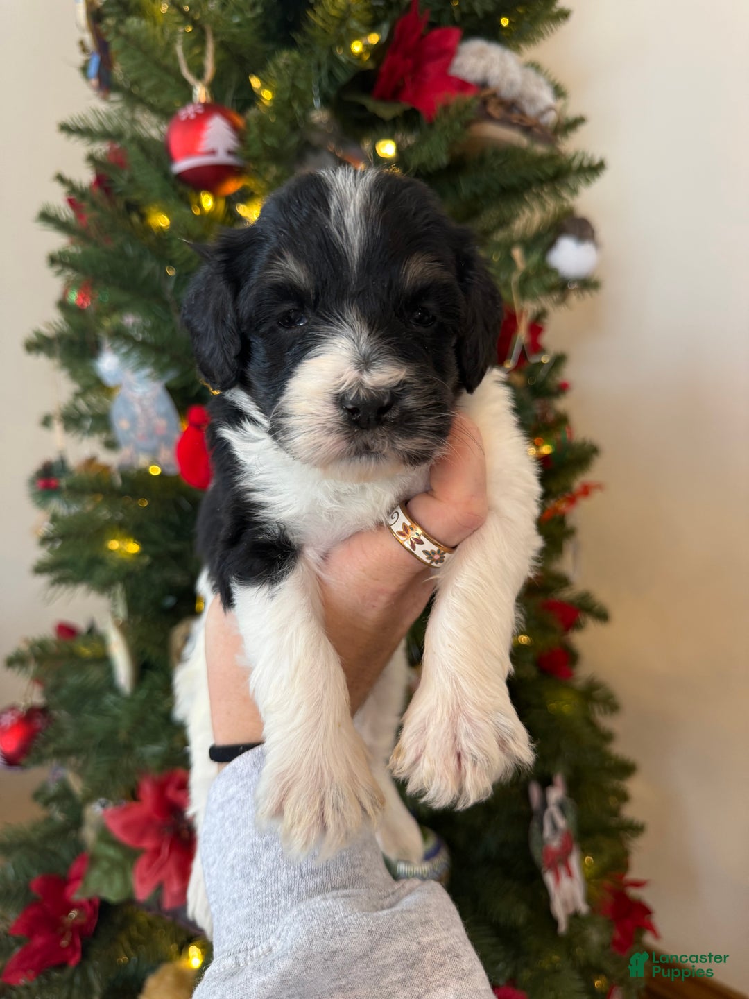 Mixed Breed dogs for sale: Ferguson - Ad 4