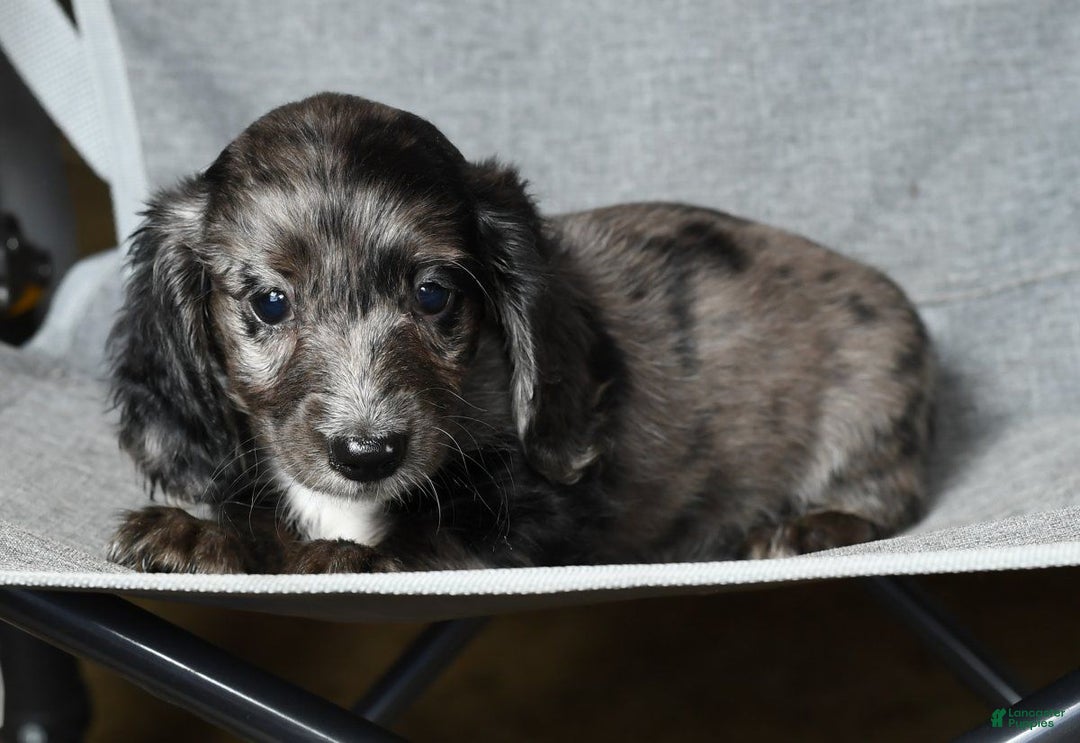 Miniature Dachshund dogs for sale: Gabby - Ad 7