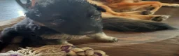 German Shepherd dogs for sale: German Shepherd Puppy 2 - Ad 6