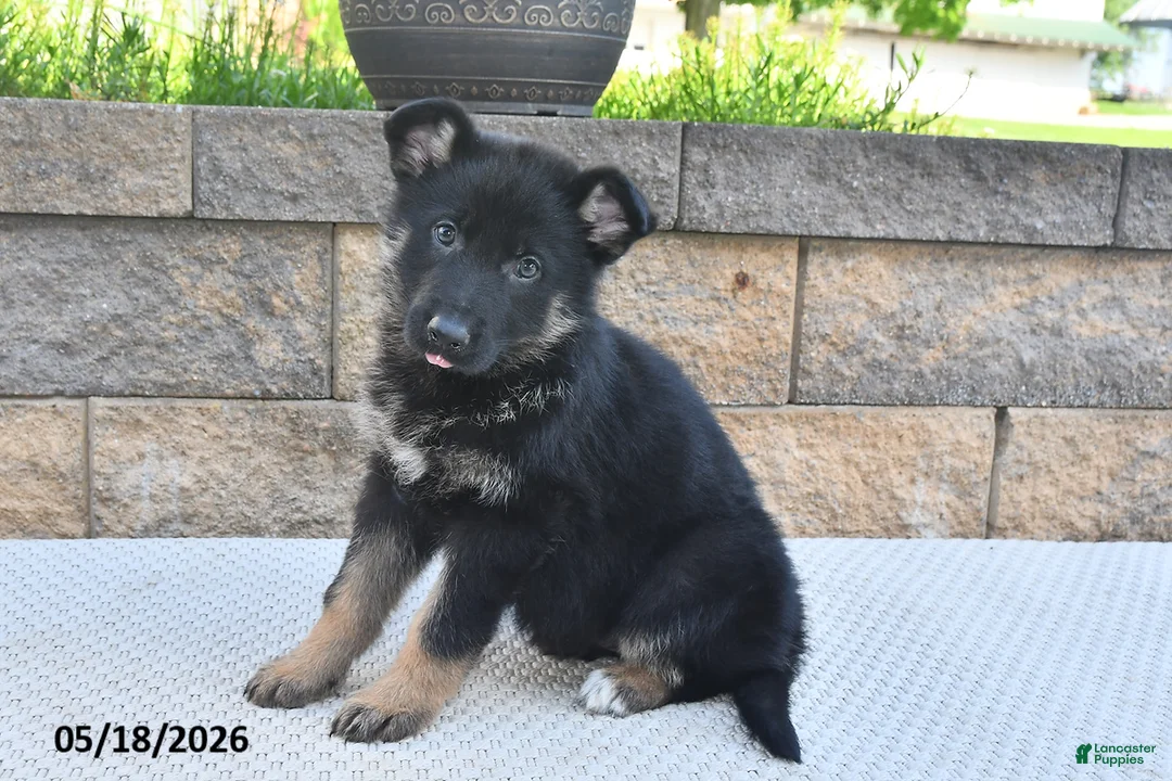German Shepherd dogs for sale: Millie - Ad 2