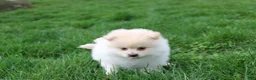 Pomeranian dogs for sale: Koda  - Ad 14