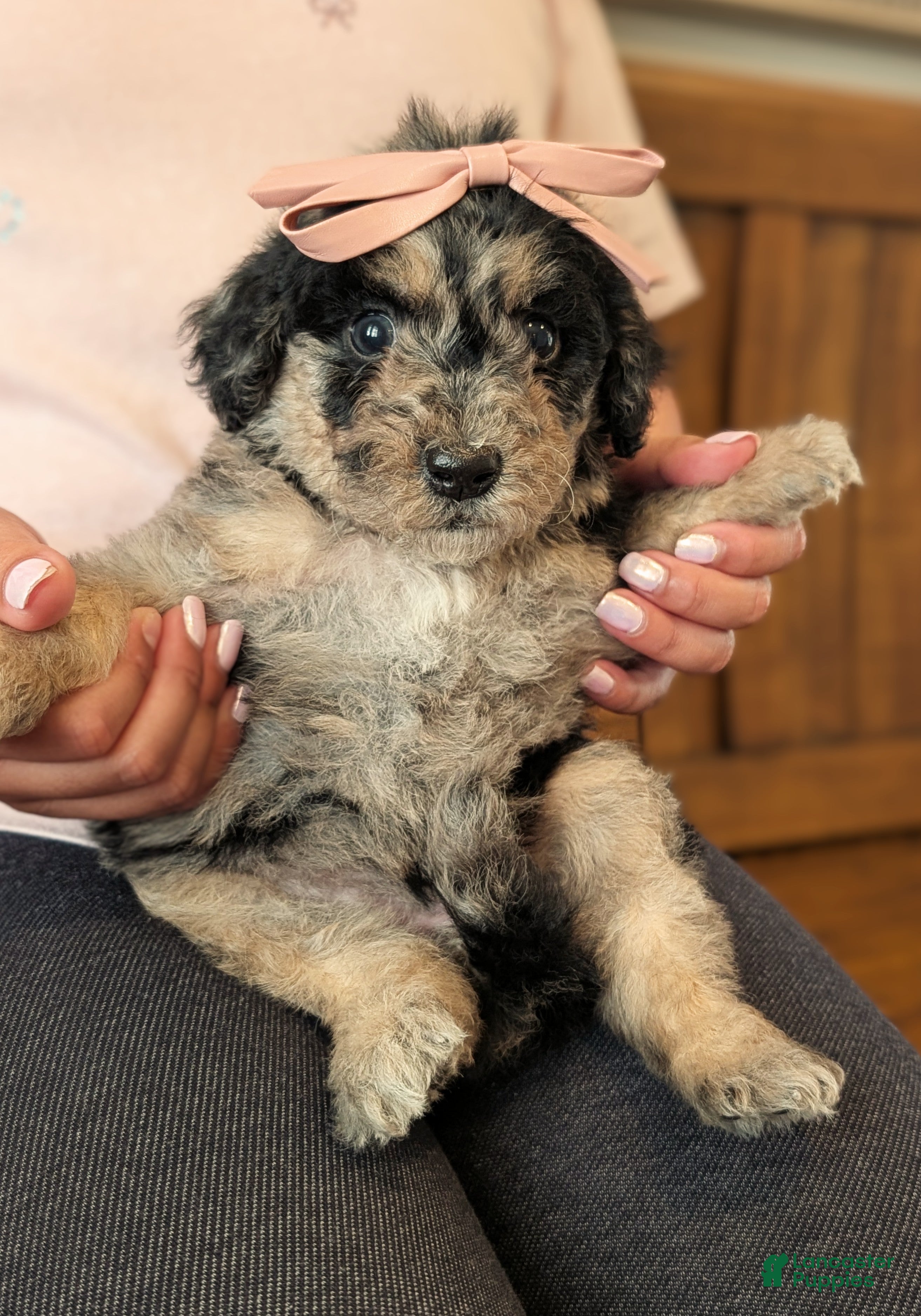 Mixed Breed dogs Daisy  - Ad 2
