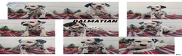 Dalmatian dogs for sale: Penny  - Ad 12