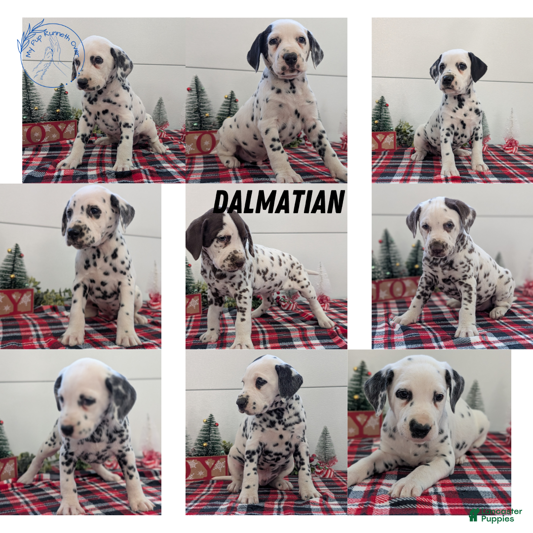 Dalmatian dogs for sale: Penny  - Ad 12