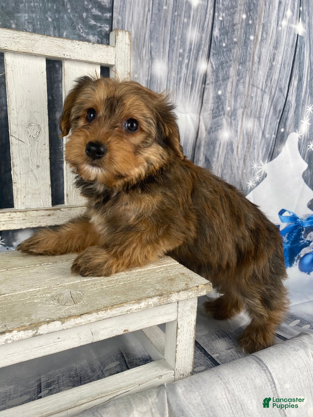 Yorkiepoo dogs for sale: Maddie - Ad 5