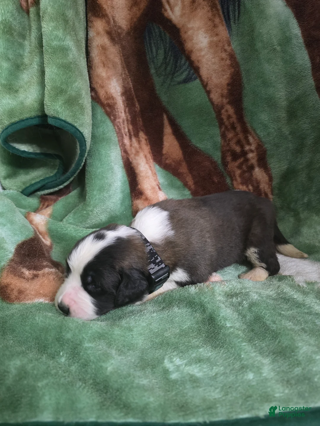 Saint Bernard dogs for sale: Black Spot Male - Ad 1