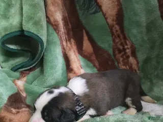 Saint Bernard dogs Black Spot Male - Ad 12