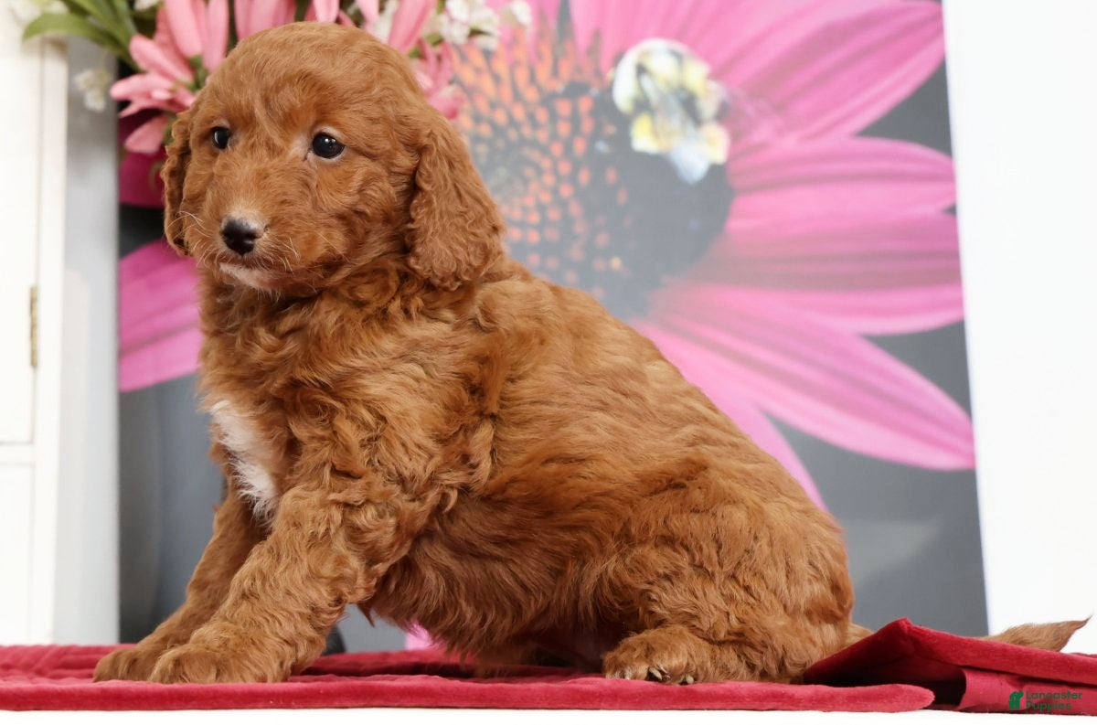 Mini Goldendoodle dogs Maddy - Ad 2