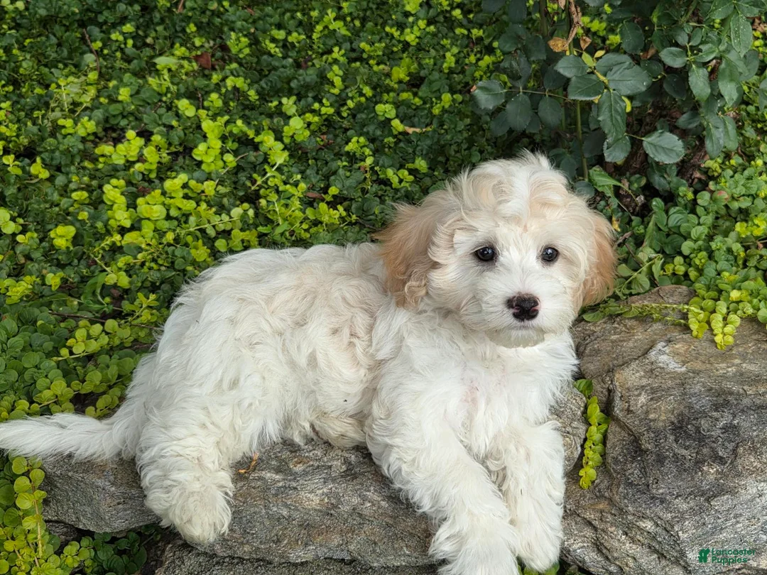 Maltipoo dogs for sale: Sailor - Ad 1