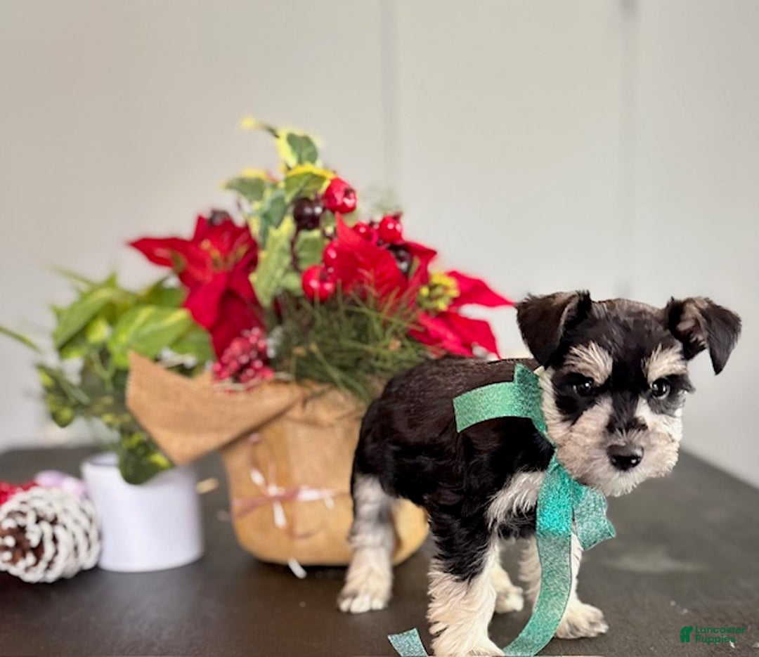 Miniature Schnauzer dogs for sale: Sparky - Ad 8