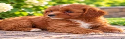 Cavapoo dogs for sale: Aliie - Ad 4