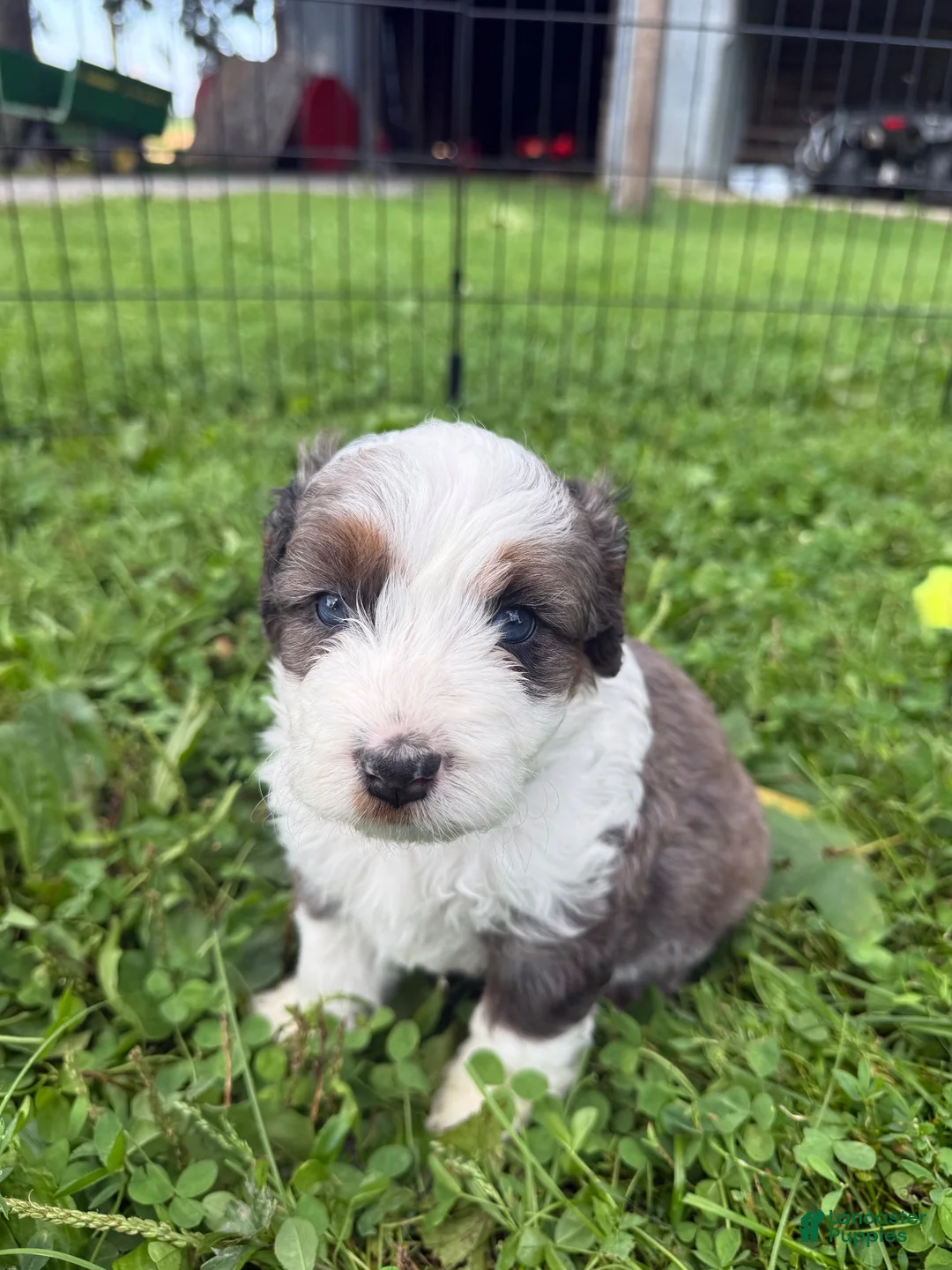 Aussiedoodle dogs for sale: Aussiedoodle 6 - Ad 1