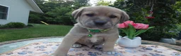 Cane Corso dogs for sale: Cane Corso Puppy 7 King - Ad 4