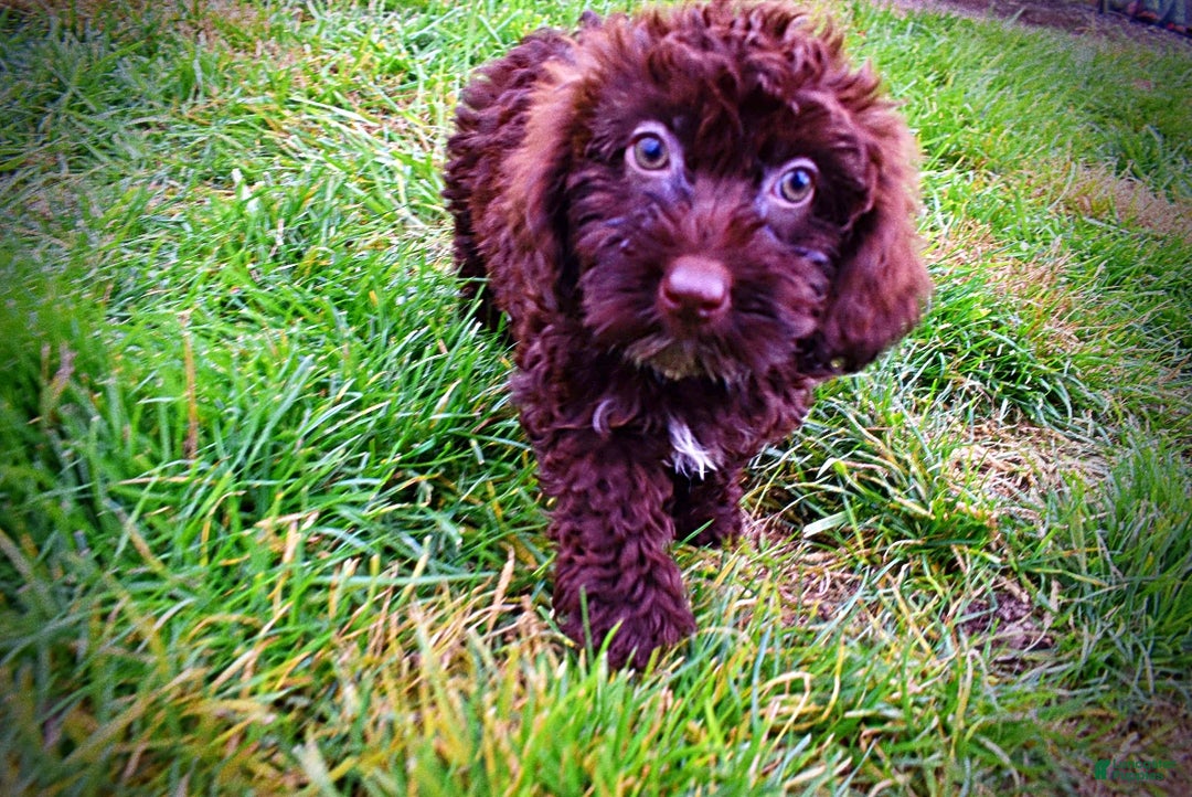 Havapoo dogs for sale: Lady - Ad 11