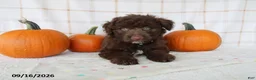 Mini Aussiedoodle dogs for sale: Barkley - Ad 5