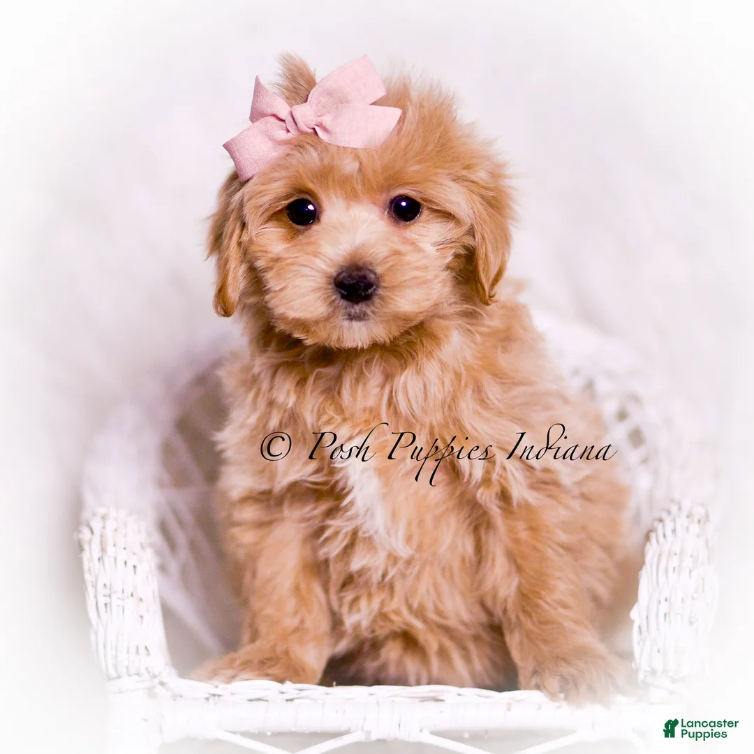 Maltipoo dogs for sale: Lillie - Ad 6