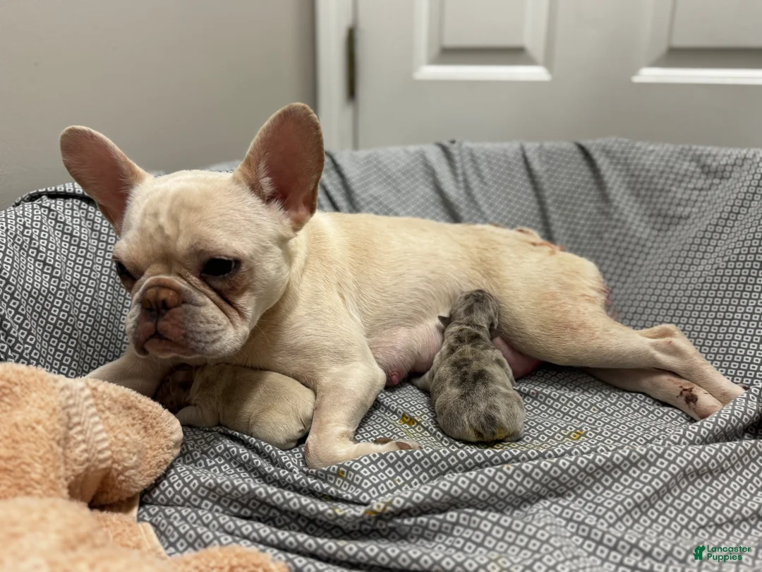 French Bulldog dogs for sale: French Bulldog Puppy 1 - Ad 16