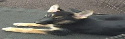 German Shepherd dogs for sale: Lilly  - Ad 6