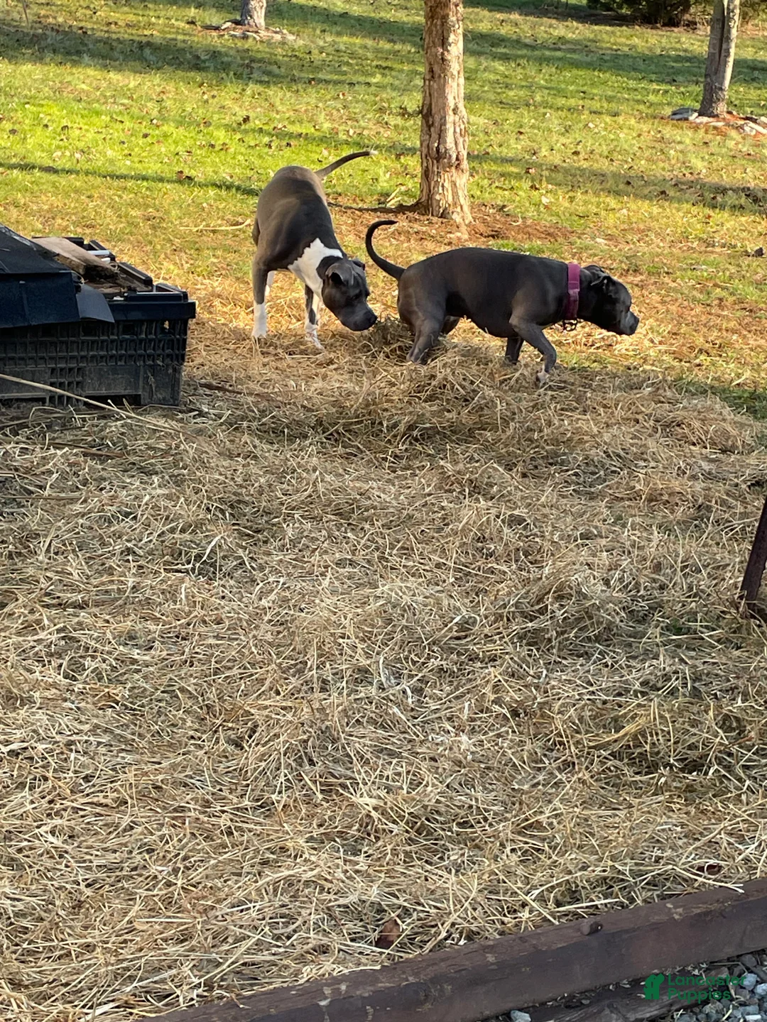 American Bully dogs for sale: American Bully Puppy 3 - Ad 2
